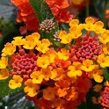Lantana camara